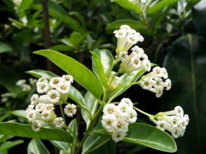 Lire la suite à propos de l’article Variétés de jasmin de jour – En savoir plus sur les soins au jasmin à floraison diurne