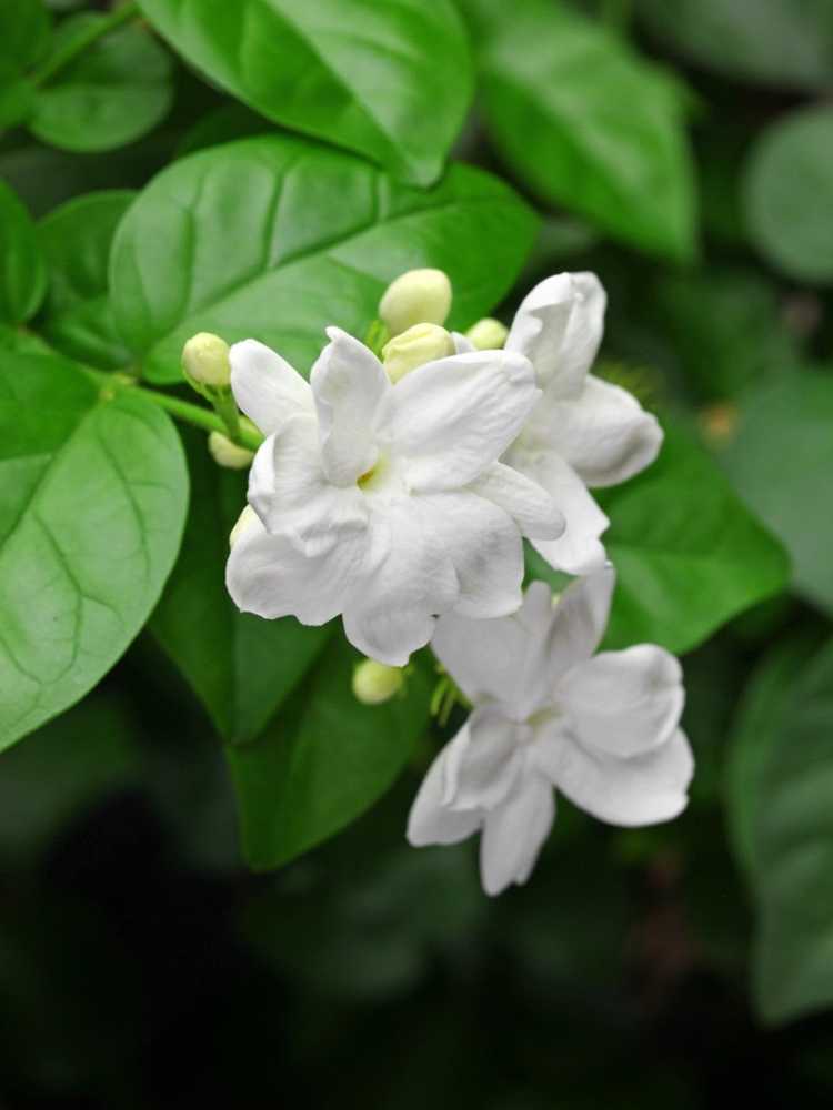 You are currently viewing Informations sur la plante de jasmin d'Arabie – Qu'est-ce que le jasmin Sambac