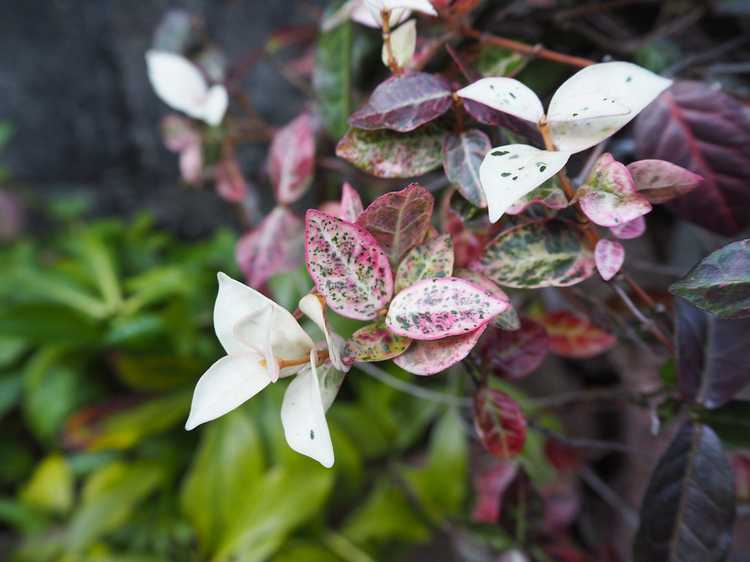 You are currently viewing Taille des vignes de jasmin : comment contrôler les plantes de jasmin asiatiques