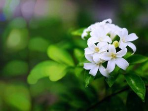 Lire la suite à propos de l’article Problèmes de feuilles de plantes de jasmin : pourquoi un jasmin a des taches blanches