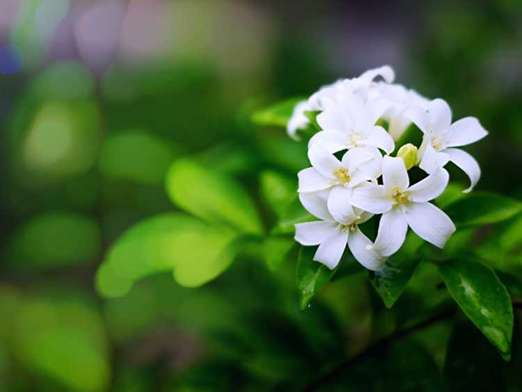 You are currently viewing Problèmes de feuilles de plantes de jasmin : pourquoi un jasmin a des taches blanches