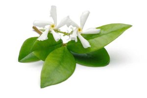 Lire la suite à propos de l’article Traiter la chute des feuilles de jasmin : que faire pour les plantes de jasmin qui perdent leurs feuilles