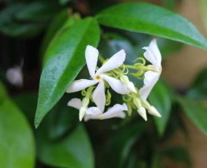 Lire la suite à propos de l’article Jasmin étoilé comme couvre-sol: informations sur les plantes de jasmin étoilé