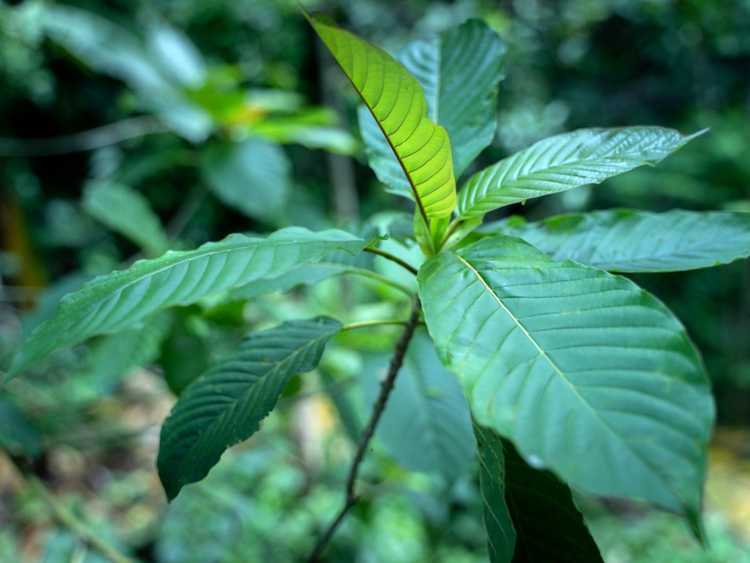 Lire la suite à propos de l’article Qu'est-ce qu'une plante de Kratom – Soins et informations sur les plantes de Kratom