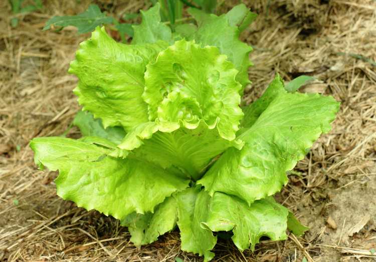 You are currently viewing Informations sur la laitue d'été : Cultiver des plants de laitue d'été