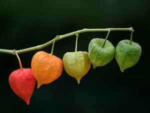 Lire la suite à propos de l’article Prendre soin des lanternes chinoises – Conseils pour cultiver des plantes de lanternes chinoises