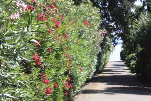 Lire la suite à propos de l’article Haie de confidentialité de lauriers-roses : conseils pour planter des lauriers-roses comme haie