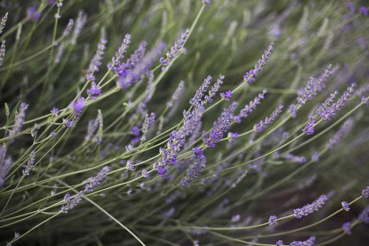 You are currently viewing Entretien des plantes de lavande : raisons pour lesquelles les plantes de lavande tombent