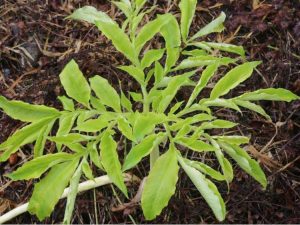 Lire la suite à propos de l’article Prendre soin des lys vaudou : cultiver une plante de lys vaudou à feuilles de pivoine