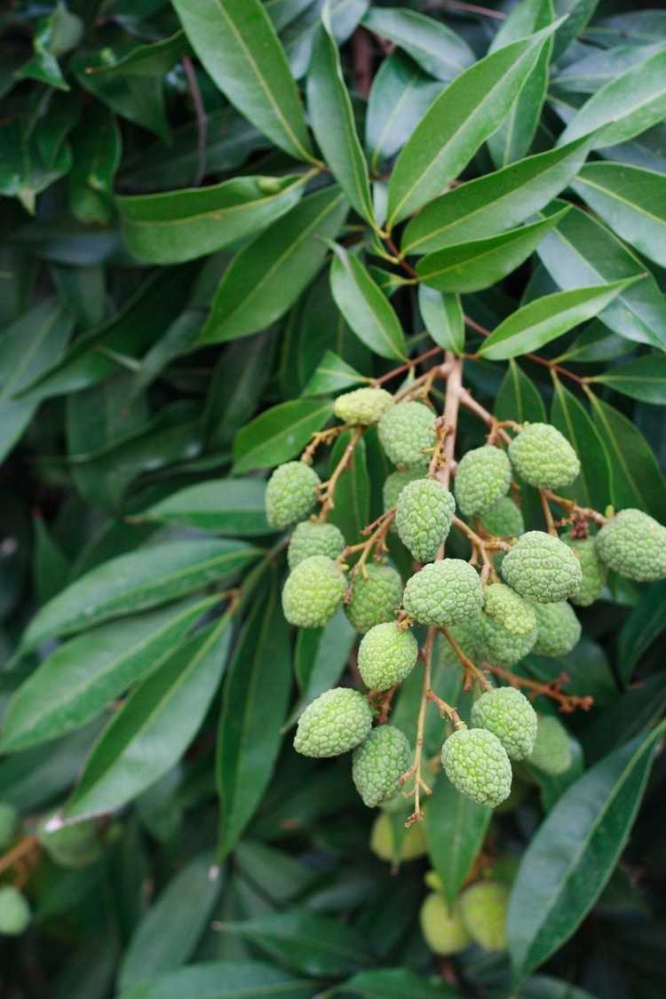 You are currently viewing Propagation des boutures de litchi : apprenez à enraciner des boutures de litchi