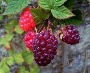 Lire la suite à propos de l’article Informations sur les plantes de Loganberry : Comment faire pousser des baies de Logan dans le jardin