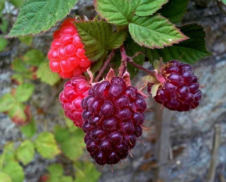 You are currently viewing Informations sur les plantes de Loganberry : Comment faire pousser des baies de Logan dans le jardin