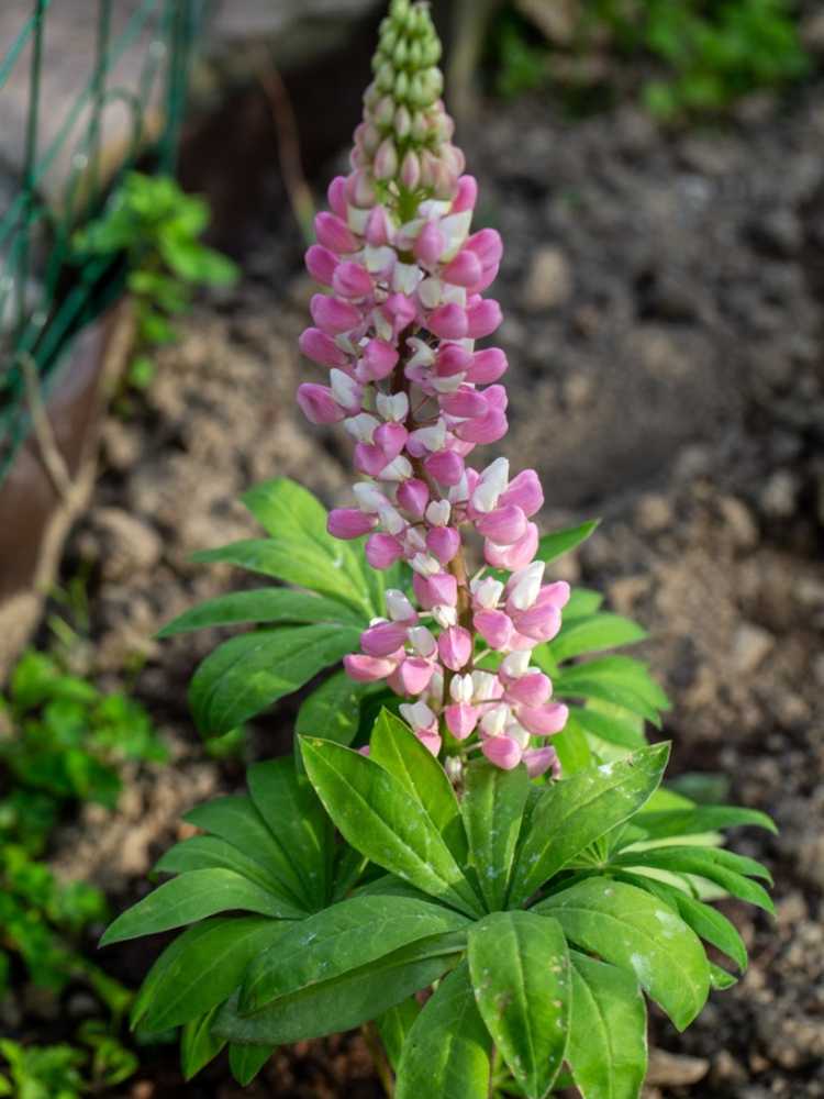 You are currently viewing Soins du lupin à grandes feuilles: qu'est-ce qu'une plante de lupin à grandes feuilles