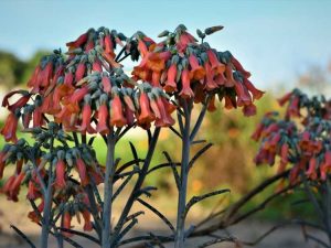 Lire la suite à propos de l’article Kalanchoe Chandelier Growing: Prendre soin des plantes de lustre