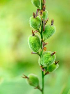 Lire la suite à propos de l’article Récolte des graines de Canna Lily : pouvez-vous planter des graines de Canna Lily