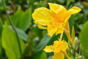 Lire la suite à propos de l’article Fertilisation du Canna Lily – Conseils pour nourrir une plante de Canna Lily