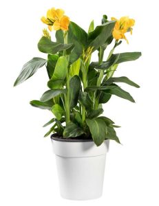 Lire la suite à propos de l’article Conteneurs pour plantes de Canna Lily : Comment planter des Cannas en pots