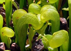 Lire la suite à propos de l’article Cobra Lily Care: Conseils pour faire pousser une plante de Cobra Lily