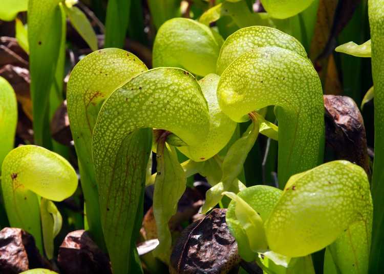 You are currently viewing Cobra Lily Care: Conseils pour faire pousser une plante de Cobra Lily