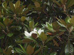 Lire la suite à propos de l’article Différentes variétés de magnolia : quels magnolias sont à feuilles caduques