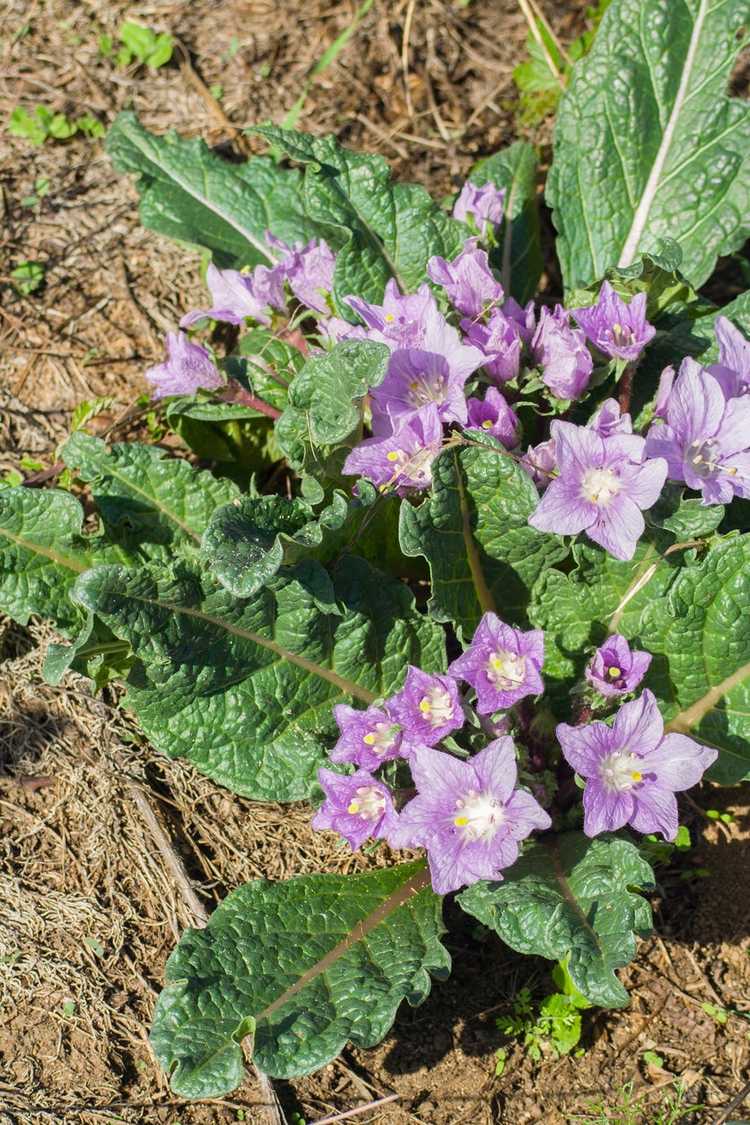 You are currently viewing Guide d'irrigation des mandragores – Apprenez à arroser les plantes de mandragore