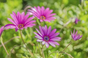 Lire la suite à propos de l’article Taillez-vous les marguerites africaines : quand et comment tailler les marguerites africaines