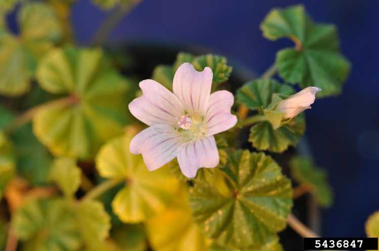 You are currently viewing Prendre soin des plantes de mauve commune dans le jardin