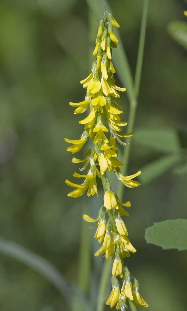 You are currently viewing Gestion du mélilot jaune – Contrôle des plants de mélilot jaune