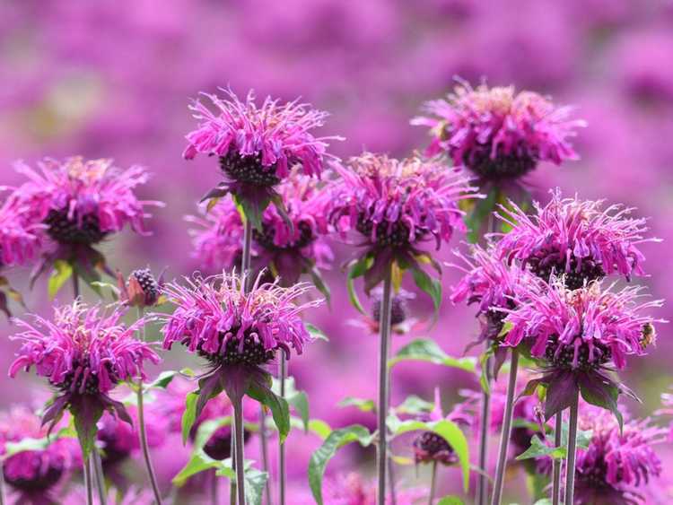 You are currently viewing Plante à fleurs de baume d'abeille – Comment planter du baume d'abeille et prendre soin du baume d'abeille