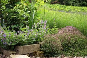 Lire la suite à propos de l’article Plantes compagnes de menthe à chat : conseils pour planter à côté des herbes de menthe à chat