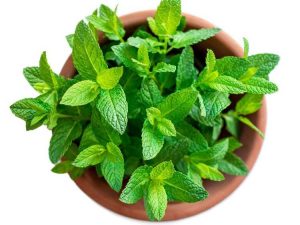 Lire la suite à propos de l’article Plantes de menthe en pot – Comment faire pousser de la menthe dans des conteneurs