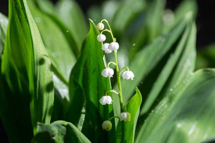 Lire la suite à propos de l’article Traiter les plantes malades du muguet – Symptômes de la maladie du muguet