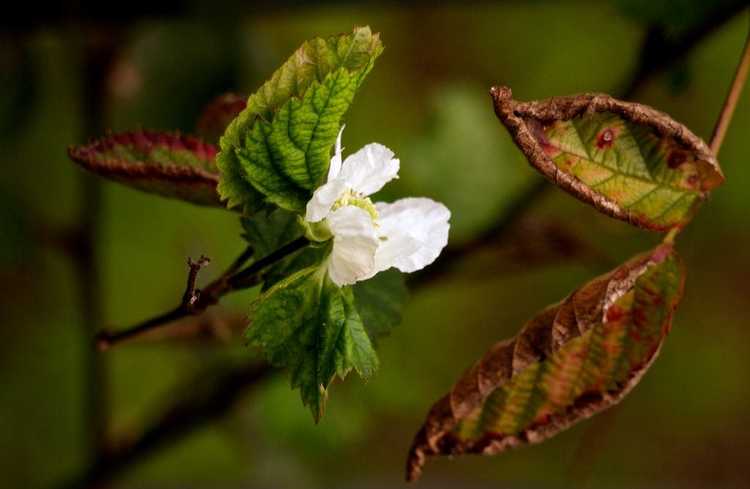 You are currently viewing Informations sur la maladie de la mûre de Boysen : Apprenez à traiter une plante de mûre de Boysen malade