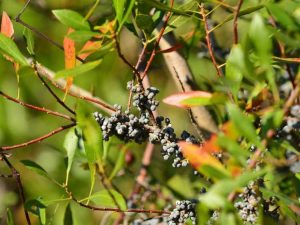 Lire la suite à propos de l’article Entretien du myrte cireux : comment planter du myrte cireux dans votre jardin