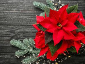 Lire la suite à propos de l’article Histoire des plantes de Noël – Pourquoi avons-nous des plantes de Noël
