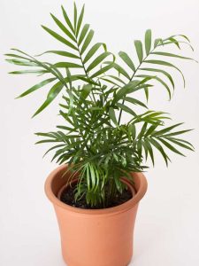 Lire la suite à propos de l’article Propagation des graines de palmiers de salon : apprenez à planter des graines de palmiers de salon