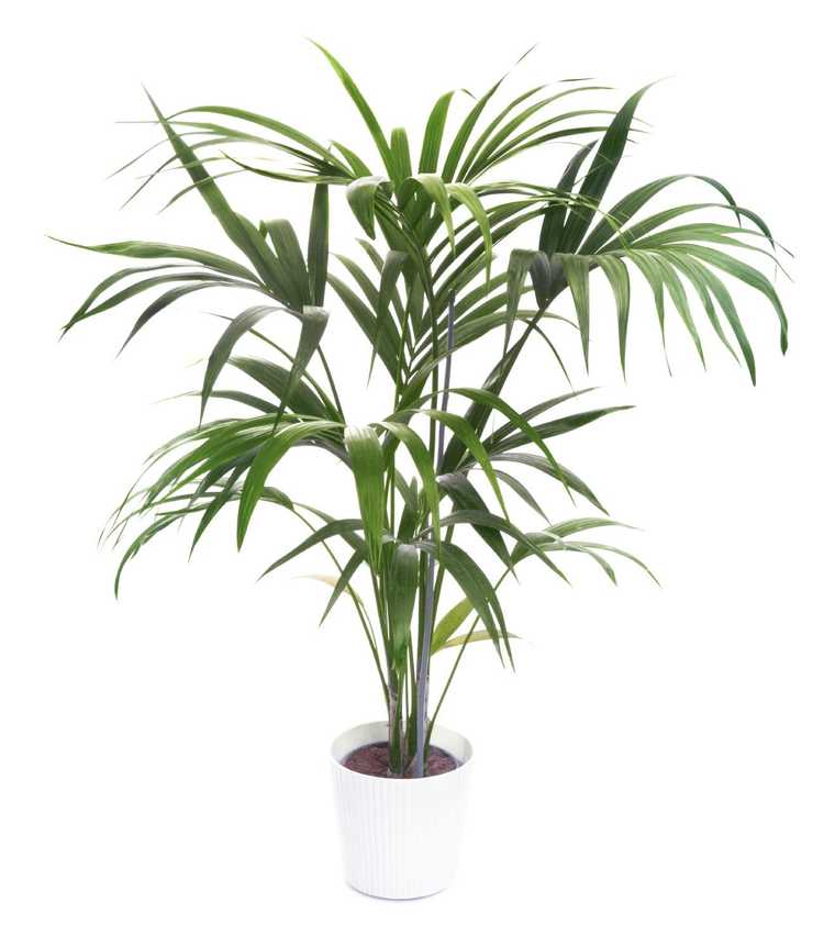 Lire la suite à propos de l’article Plantes d'intérieur de palmier Kentia : découvrez les soins du palmier Kentia à la maison