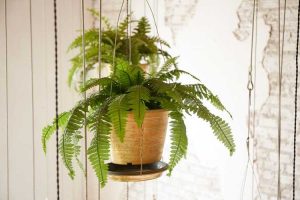 Lire la suite à propos de l’article Entretien des paniers suspendus d'intérieur : comment conserver les plantes suspendues d'intérieur