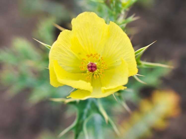 You are currently viewing Informations sur la plante du pavot épineux – Utilisations et soins du pavot épineux mexicain dans les jardins