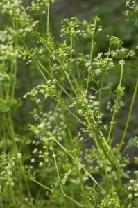 Lire la suite à propos de l’article La plante de persil est tombante : réparer les plantes de persil aux longues jambes