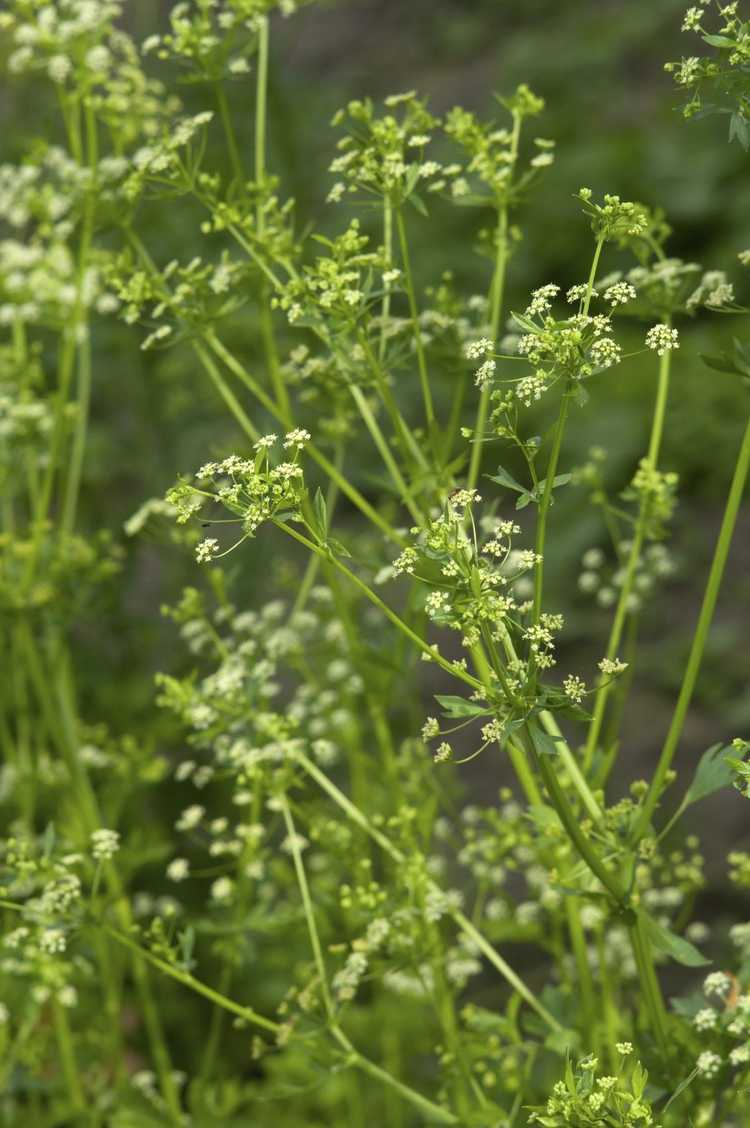 You are currently viewing La plante de persil est tombante : réparer les plantes de persil aux longues jambes