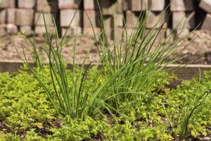 Lire la suite à propos de l’article Plantation d'accompagnement de persil : découvrez les plantes qui poussent bien avec le persil