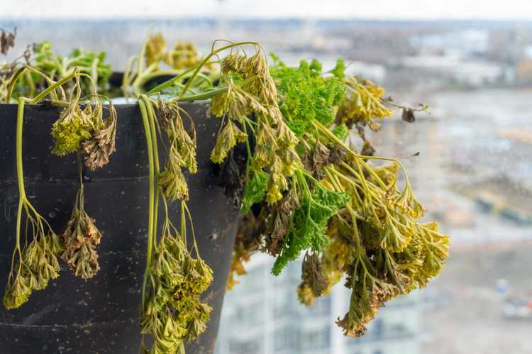 You are currently viewing Réparer les plants de persil fanés : raisons pour lesquelles un plant de persil se flétrit