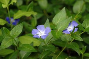 Lire la suite à propos de l’article Soins de la pervenche – Comment faire pousser des plantes de pervenche