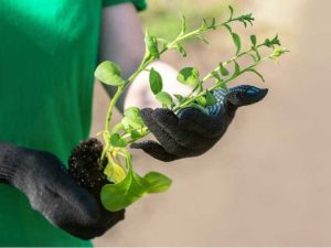 Lire la suite à propos de l’article Propager des boutures de pétunia : comment enraciner des plantes de pétunia