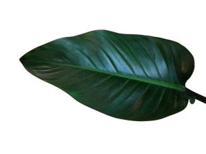 Lire la suite à propos de l’article Informations sur le philodendron – Qu'est-ce qu'un philodendron Congo Rojo