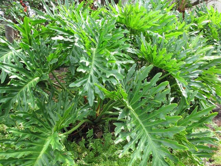 You are currently viewing Plantes d'intérieur Tree Philodendron: Comment faire pousser une plante Tree Philodendron