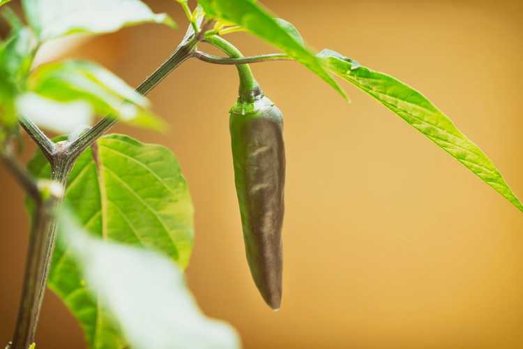 You are currently viewing Entretien du poivre en intérieur : Cultiver des plantes de piment fort à l'intérieur