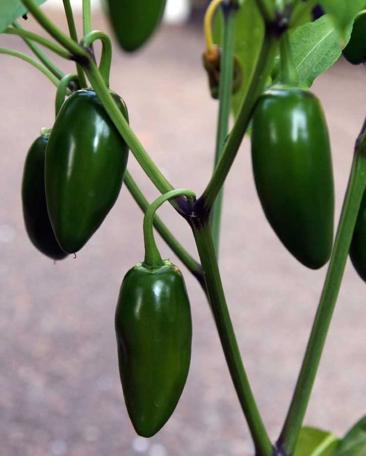 You are currently viewing Entretien des plantes Jalapeno – Comment faire pousser des piments Jalapeno