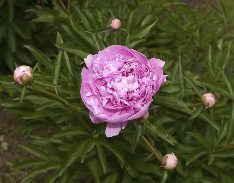 You are currently viewing Les pivoines peuvent-elles pousser en pots : comment faire pousser des pivoines dans un récipient